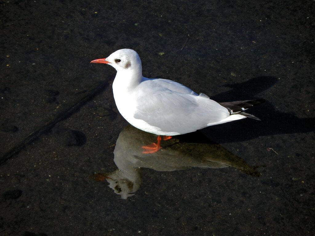 ユリカモメ　さん　１