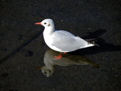 ユリカモメ　さん　１