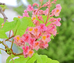 二度咲きの紅花栃の木の花　２