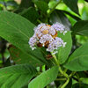 里山の急斜面で　玉紫陽花　開花　５