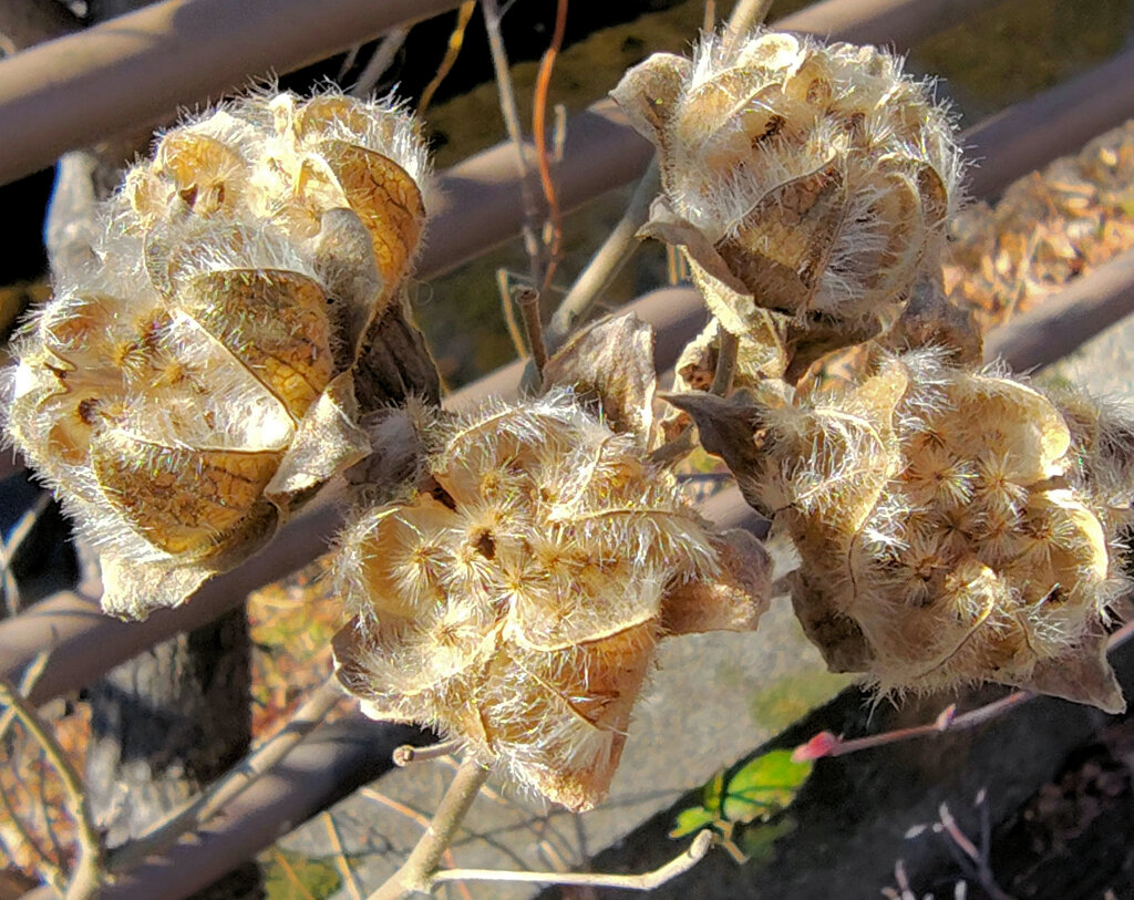 「枯れ芙蓉（かれふよう）」１