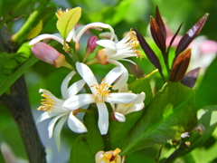 檸檬の花　