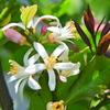 檸檬の花　