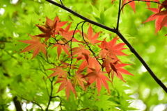 春紅葉　15