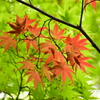 春紅葉　15