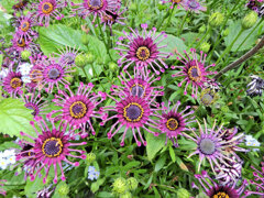 オステオスペルマム・ニンジャ　１