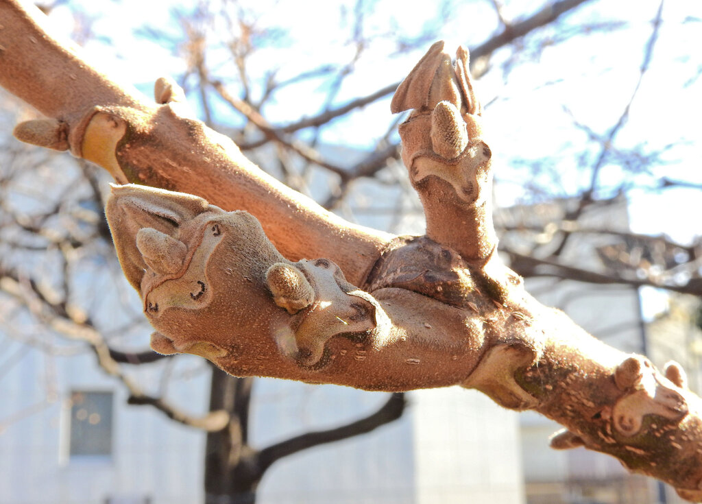オニグルミの新芽（冬芽）羊の顔か猿の顔？　５