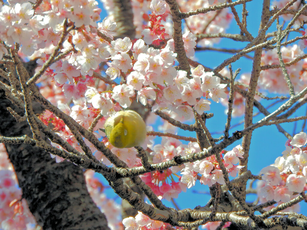 サクジロー　１