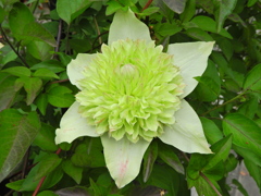 クレマチス　⑩