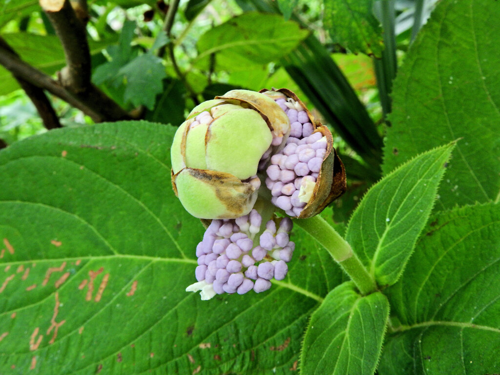 里山の急斜面で　玉紫陽花　開花　３