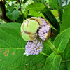 里山の急斜面で　玉紫陽花　開花　３