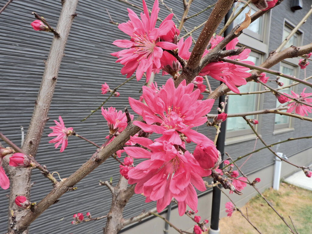  ハナモモ（花桃）菊桃　３