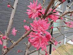  ハナモモ（花桃）菊桃　３