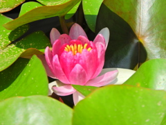 睡蓮　１