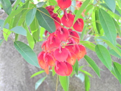 アメリカ梯梧 （アメリカでいご）海紅豆（かいこうず）２