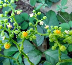 薮枯らし （やぶがらし）の花