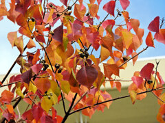 南京黄櫨 （なんきんはぜ） （紅葉と白いタネ）５