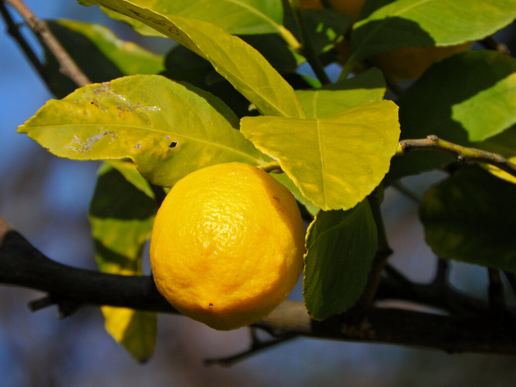 檸檬　５