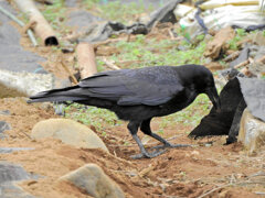 カラスが民家の柿の木から盗んで・・５