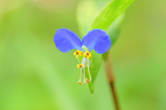 梅雨入り・露草 （つゆくさ）２