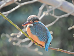 今日の　カワセミ　さん　1/4