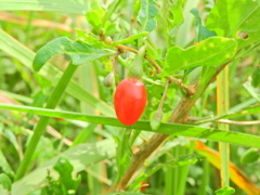 枸杞 （くこ）２