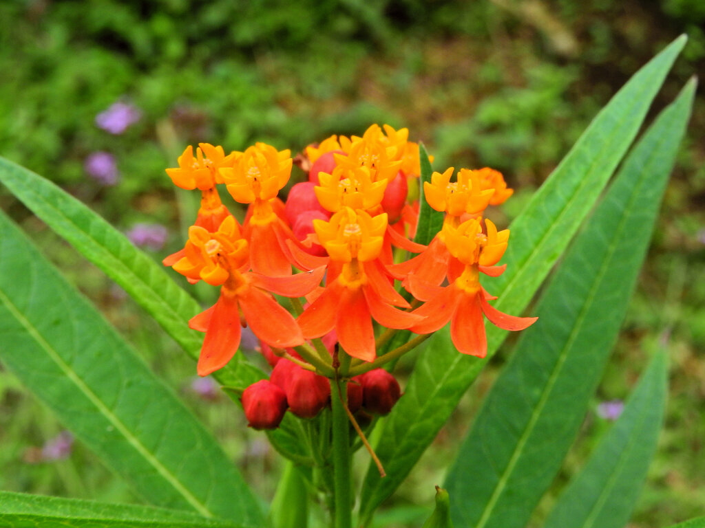 唐綿 （とうわた）   （アスクレピアス）１