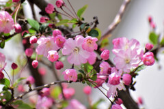 花海棠 （はなかいどう）９