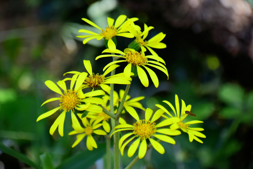 石蕗（ツワブキ）花　２