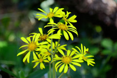 石蕗（ツワブキ）花　２