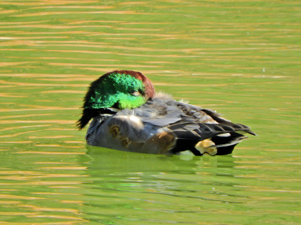 ヨシガモ　さん　１