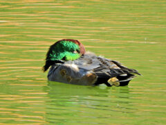 ヨシガモ　さん　１