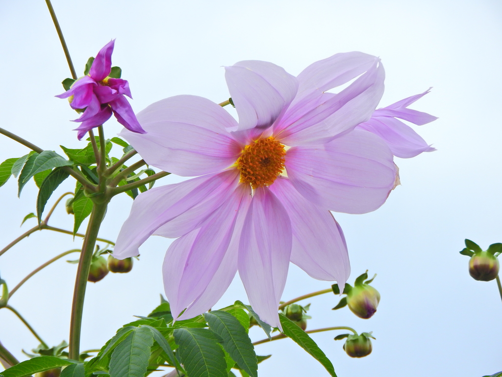 皇帝（こうてい）ダリア　２