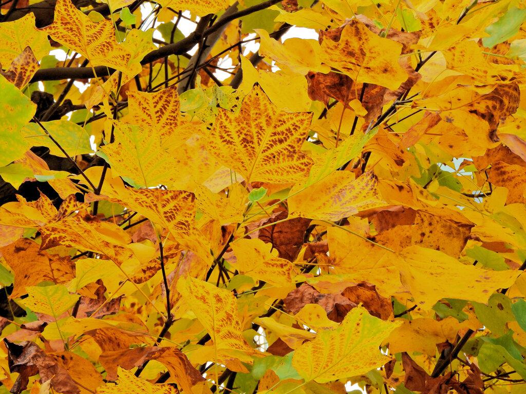 百合の木 （ゆりのき）の紅葉　５