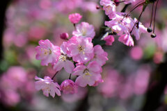 花海棠 （はなかいどう）７