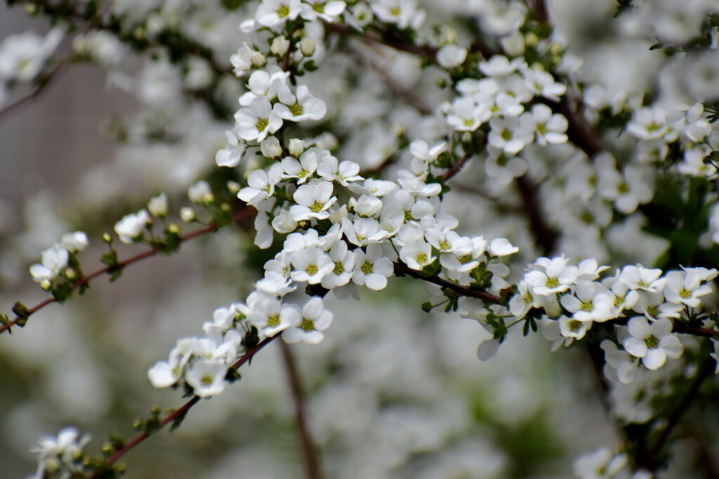 雪柳（ユキヤナギ）　１