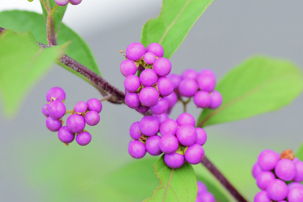 小紫（こむらさき）の実　7/8