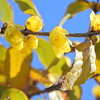 蝋梅が開花　６