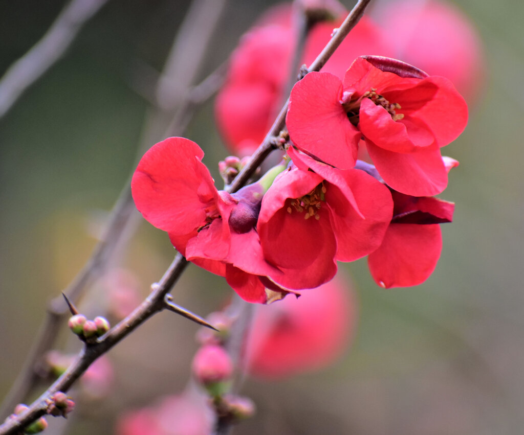 ぼぉけぇ～木瓜の花　５