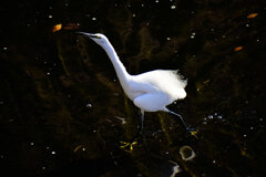 コサギちゃん　１