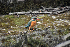 二ヶ領用水路』武蔵小杉付近で　カワセミさん♀　５