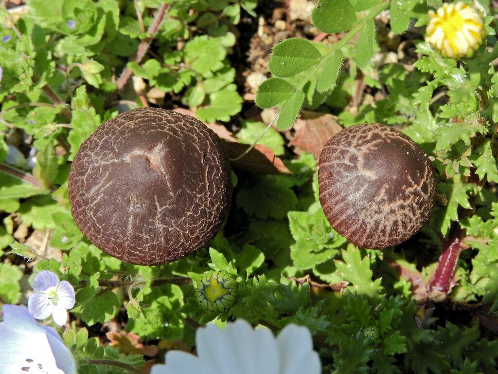 公園の花壇に謎のキノコ　３