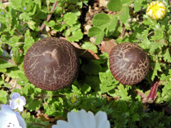 公園の花壇に謎のキノコ　３