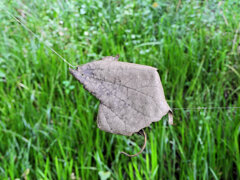 枯葉・・まだ落ちたくないのじゃ・・・