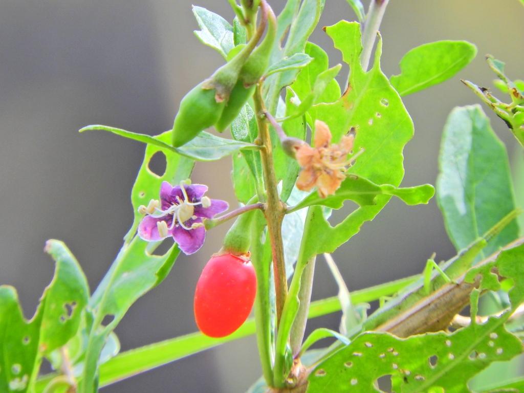 枸杞 （くこ）３