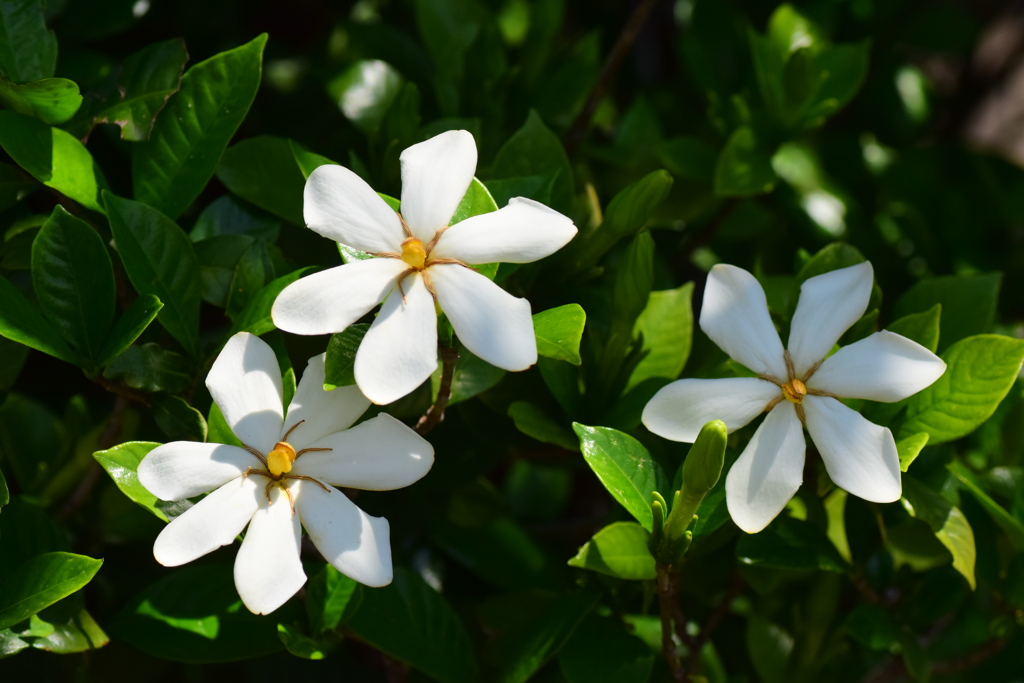 梔子 （くちなし）の花　３