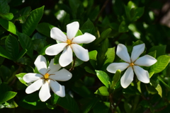 梔子 （くちなし）の花　３