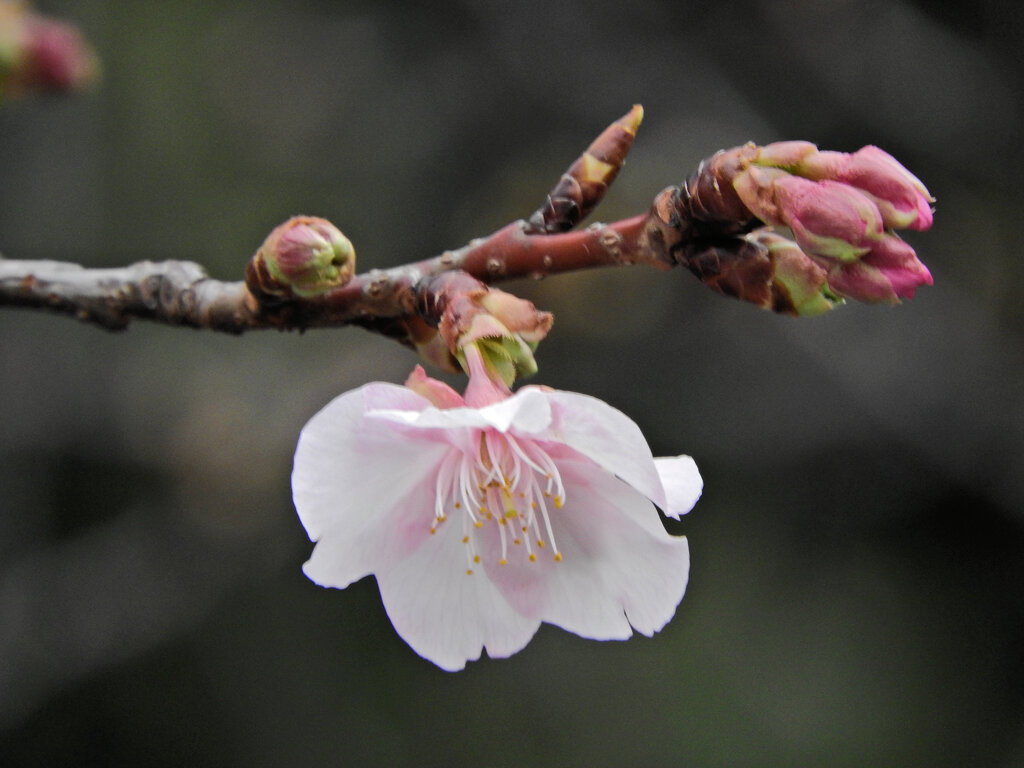 河津桜　開花　3/3