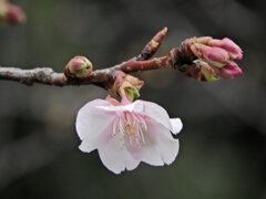 河津桜　開花　3/3
