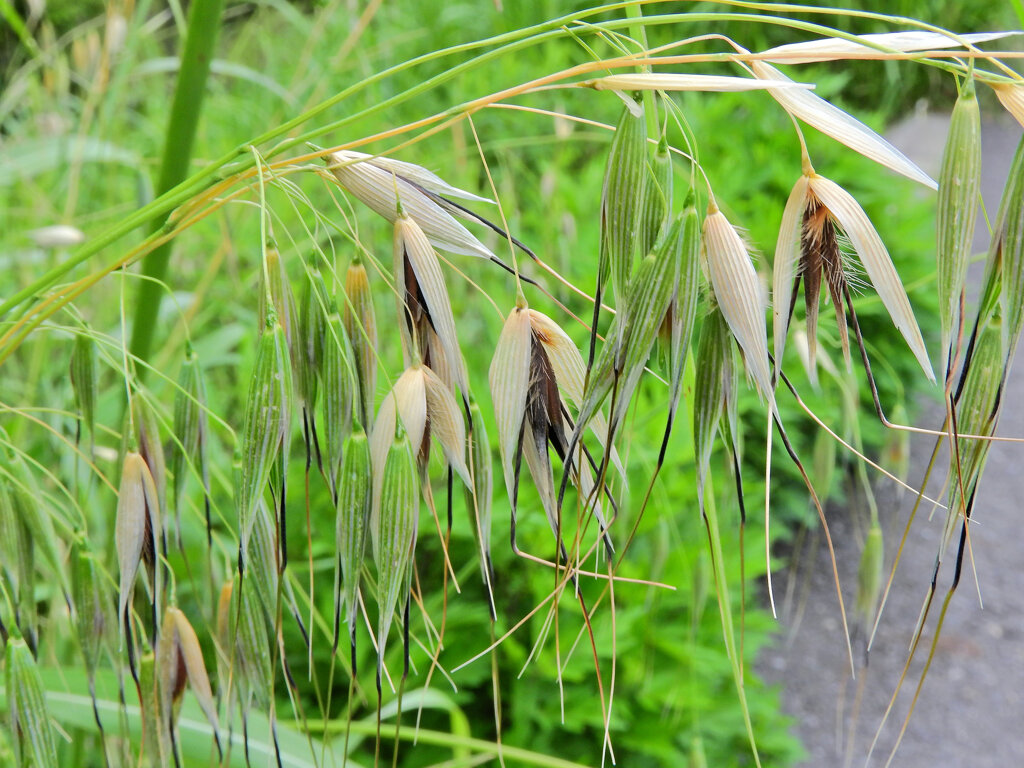 烏麦 （からすむぎ）茶挽草（ちゃひきぐさ）２